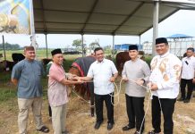 Polda Sumut Sembelih 31 Ekor Sapi Kurban Iduladha 1447 H Dibagikan dalam 4.976 Paket, Sapi Kurban Kapolda Sumut Irjend Pol Whisnu Berbobot 1 Ton