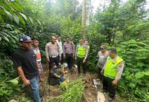 Terlibat Laka Lantas, Pria 69 Tahun Kedapatan Bawa Ganja, Polres Karo Kembangkan ke Ladangnya